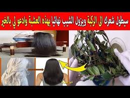 عشبة الآس الربانية تقضي على الشيب نهائيا مهما كان الشعر كله ابيض ومهما كان عمرك وفي 3 أيام فقط Youtube Healty Hair Hair Beauty Hair