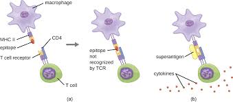Image result for T-Lymphocyte