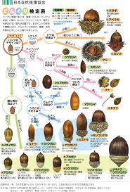 配布資料 今日からはじめる自然観察 これは何の木のどんぐり オフィシャルpro Nacs J
