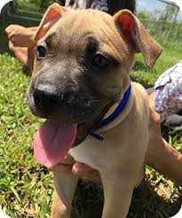 American Pitbull Terrier Mix Black And White Pin On Pitbulls