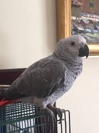Birds Of South Africa Gauteng Rehomed African Grey Parrot Bird Pretoria Tshwane Gauteng Gp South Africa F29161 African Grey African Grey Parrot Parrot Bird