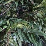 Image result for Pachylobus edulis