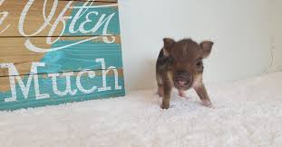 Very cute and adorable mini pigs for sale. Home Mini Pocket Pigs Mini Pocket Pigs