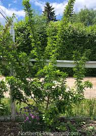 They are adaptable to wisconsin soil and weather. Growing Fruit Trees In Cold Climate Part 1 Northern Homestead