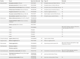 Image result for Bidens kilimandscharica