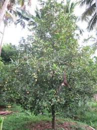 Nutmeg trees should be planted in rich, organic soil with a medium texture and low salinity. Tamil Nadu Treepedia