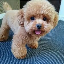 Poodle Puppies Panosundaki Pin