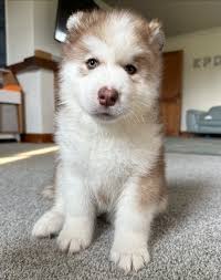 The Cutest Fluff Ball!🥰💖. Comment below what you would name him!….