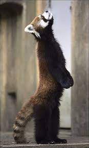 Standing Red Panda Cute Animals Animals Animals Beautiful