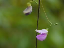 Image result for Dolichos trilobus