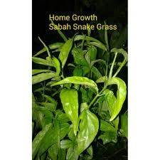 Sabah snake grass as an alternative cancer treatment. Sabah Snake Grass Belalai Gajar Clinacanthus Nutans Shopee Malaysia
