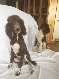 Black And White Tuxedo Standard Poodle This Is Our Brown Parti And Tuxedo Standard Poodles I Can T Wait To See The Puppies Standard Poodle Poodle Parti Poodle
