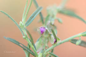 Image result for Polygala erioptera