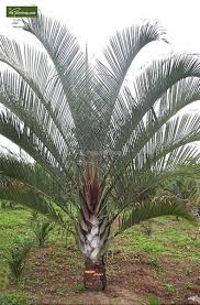 Image result for Dypsis decaryi