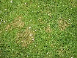 Patches Of Red Thread Lawn Disease Laetisaria Fuciformis In 2021 Disease Lawn Slime Mould