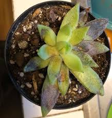 The good news is that there are many reasons why this happens, and ways to fix it, so don't worry. Succulent Leaves Turning Black 4 Fatal Mistakes And How To Overcome Them Succulent Alley