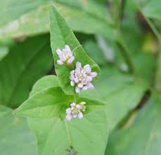 Image result for Persicaria nepalensis