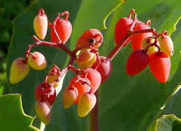 Image result for Cyphostemma congestum