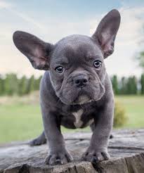 It conveys the appearance of of an active, very muscular and intelligent animal. Classpet