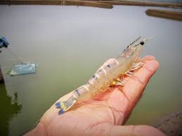 Fortunately, because of their hardy nature, they don't require much specialist care. Can India Sustain Its Farmed Shrimp Boom Global Aquaculture Advocate