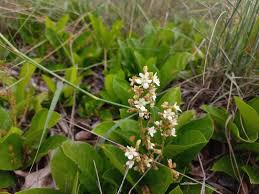 Image result for Magnistipula