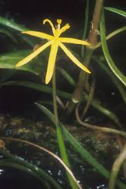 Image result for Heteranthera callifolia