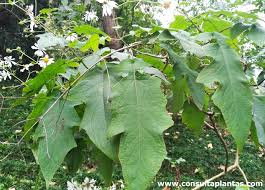 Image result for Montanoa bipinnatifida