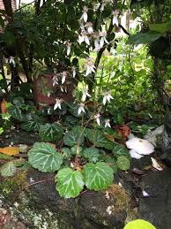 Image result for Galiniera saxifraga