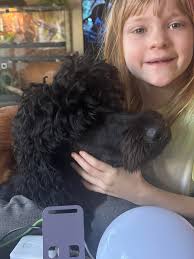 Is it typical for doodles to have daily eye drainage aka boogers because of  the long hair? I have a young doodle mix and every morning I have to clean  her eyes.