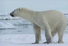 Polar Bear Wikipedia