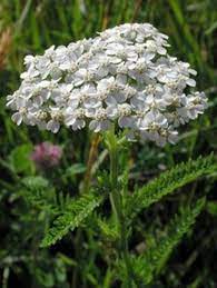 Usa Seller Common White Yarrow 50 Seeds Seeds Achillea Millefolium Perennial Herbs Achillea