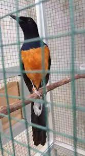 Pada dasarnya jika burung akan. 6 Cara Mengatasi Murai Batu Ngetem Gembos Saat Lomba Pamankicau