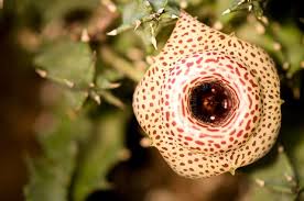 Image result for Huernia kirkii