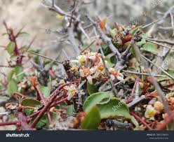 Image result for Gymnosporia buxifolia