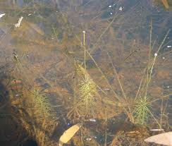 Image result for Eriocaulon schimperi