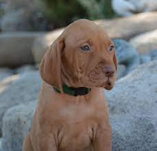 My first vizsla, pup 2 weeks, he was the perfect pup, was never aggressive, he passed away in 2014; Vizsla Puppies Southern California The Y Guide