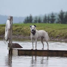 Weecare has locations all over the united states including major cities like boston, chicago, los angeles, minneapolis, san. How Do I Hire A Pet Sitter For My Dog Barkpost