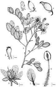 Image result for Caesalpinia glandulosopedicellata