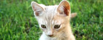 Image result