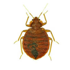 Book alo hotel, orange on tripadvisor: Active Pest Control Top Rated Atlanta Pest Control Services Since 1985