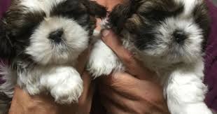 Pin Su Annunci Animali