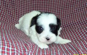 Whatever you want to call it, we call it cute and snuggly. Teddy Bear Puppies Shichon For Sale Minnesota