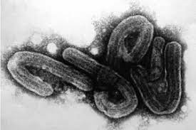 Marburg and ebola viruses are both members of the filoviridae family (filovirus). Virus De Marburg Guine Confirma 1Âª Morte Na Africa Ocidental