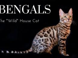 Regina and her family were very knowledgeable and socialized the kittens. The Joys And Hazards Of Living With A Pet Bengal Cat Pethelpful By Fellow Animal Lovers And Experts