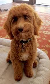 Australian Labradoodle Dog Breed Information and Pictures