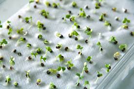 Germinating seeds in a paper towel is a viable option when you have a lot of seeds with you, and you have no idea which of these will grow successfully. 7 Ways To Germinate Seeds Without Soil