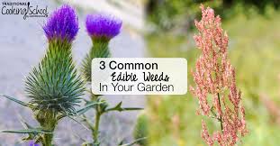 Just a quick video about a very good wild edible. 3 Common Edible Weeds That Are Yummy
