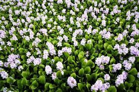 Eceng gondok dengan nama latin eichhornia crassipes merupakan jenis tumbuhan yang mengapung di air. Lokasi Kolam Bunga Eceng Gondok Bantul Yang Indah Mas Bei