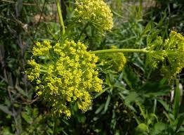 Image result for Lintonia nutans