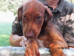 Doberman puppies black and tan 9 weeks old, 2 vaccines, 2 dewormings done, tails docked and dewclaws. Doberman Puppies Pets And Animals For Sale New York